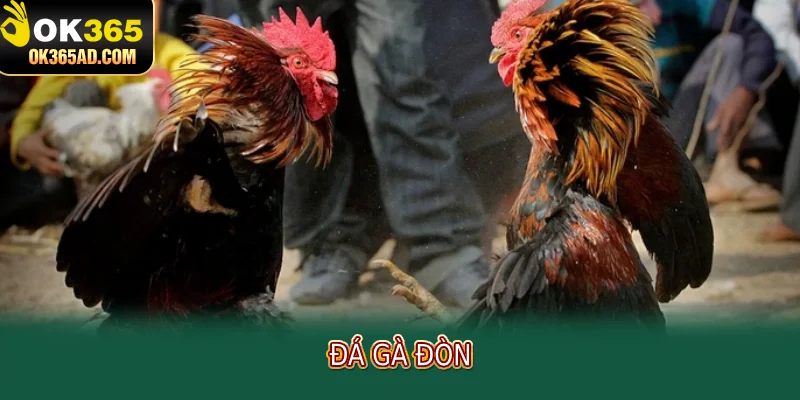 Đá gà đòn